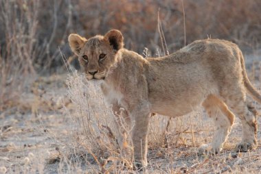 Etoşa Ulusal Parkı 'nda bir aslan.