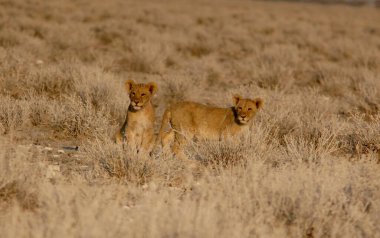 Çöldeki vahşi aslan