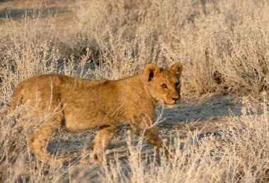 Aslan (panthera leo) savanada, namibya