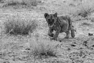 Afrika 'da Namibya' da çölde vahşi bir aslan