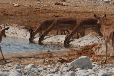 Afrika çalı geyiği (elaphus desus )