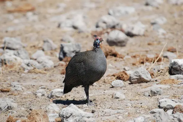 Büyük hindi kuşu.