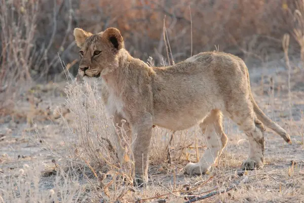 Aslan (panthera leo), etosha milli parkı, namibya, Afrika