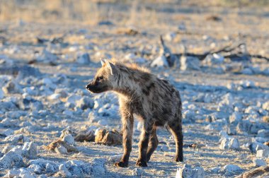 Namibya 'daki Etoşa Ulusal Parkı' ndaki vahşi sırtlan.