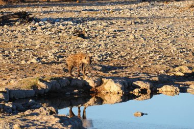 Çöldeki yaban domuzu