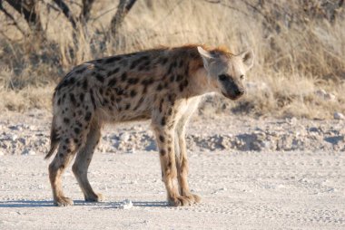 Afrikalı vahşi zebra, hayvan