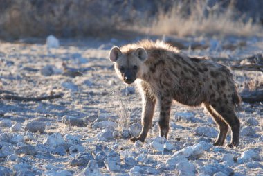 Etoşa Ulusal Parkı, Namibya, Afrika 'da vahşi bir leopar.