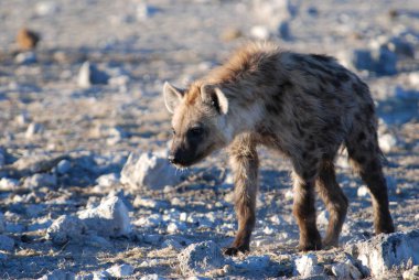 Vahşi Afrika Vahşi Hayvanı