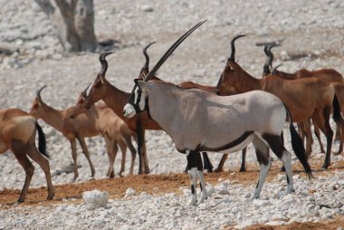 Bir grup vahşi Afrika ceylanı.