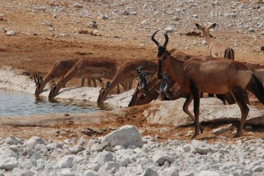 Savanadaki bir grup Afrikalı hayvan