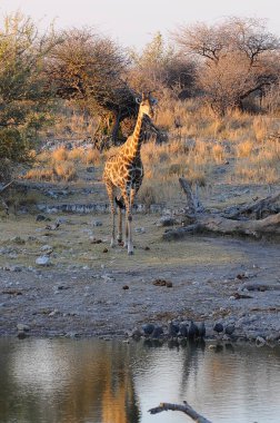 Gün batımında zürafa, Etoşa Ulusal Parkı