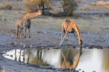 Namibya 'daki Etoşa Ulusal Parkı' nda zürafalar