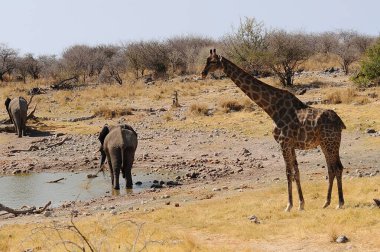 Afrika savanındaki zürafa