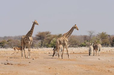 Kenya savanasında zürafa