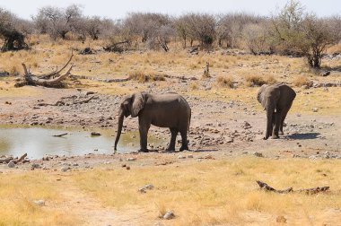 Afrika fili, Loxodonta ta afrika, etosha ulusal parkı, namibya, afrika