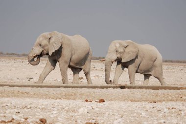 Etoşa Ulusal Parkı 'ndaki Afrika filleri