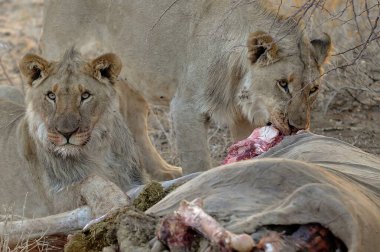 Hayvanat bahçesindeki aslan