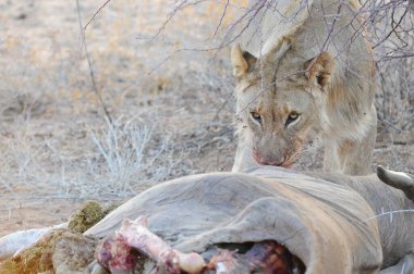 Büyük beyaz gergedan Afrika 'da et yiyor.