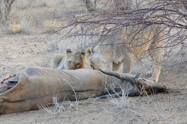 Aslan, Panthera leo familyasından, Panthera dae familyasından bir aslan cinsidir.