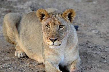 Aslan (panthera leo) vahşi doğada