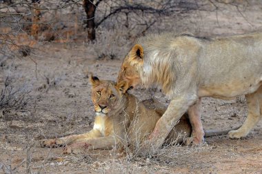 Aslan Kruger Park, Güney Afrika