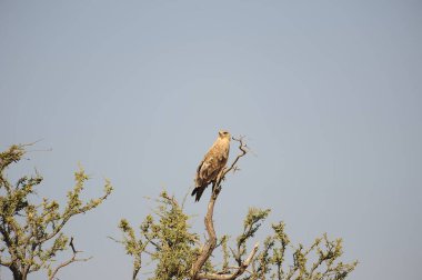 Ormanda güzel bir kuş