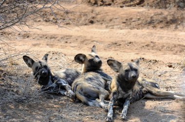 Hayvanat bahçesindeki köpek