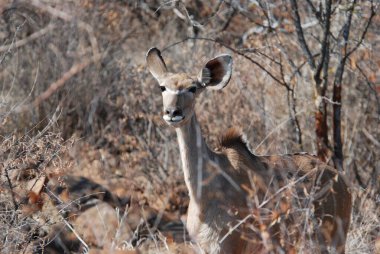 Kudu (geldu gelaphus aphaphis olarak da bilinir) ya da en büyük Afrika geyiği.