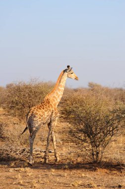 Kenya ovasında zürafa