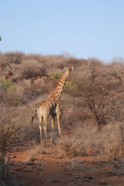Afrika savanındaki zürafa