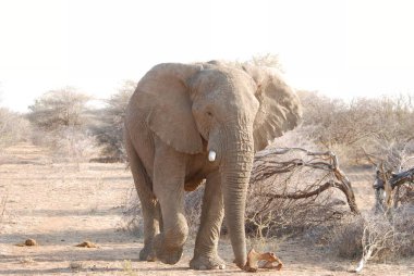Afrika 'nın Vahşi Hayvanı' nda Görkemli Boğa Fili