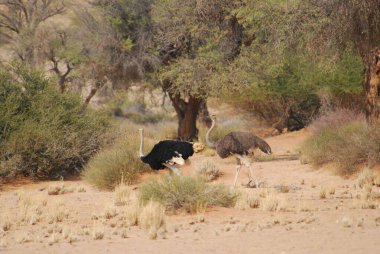 Çöldeki vahşi hayvanlar