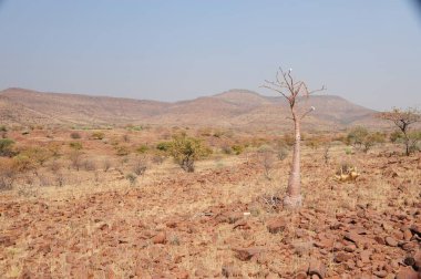 Namib çölünün güzelliği