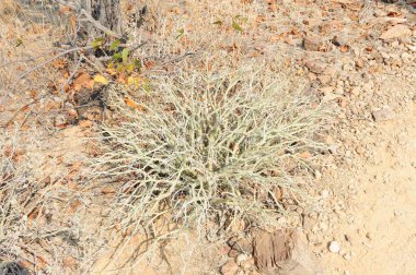 Çölde kaktüs, flora