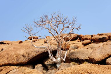 Doğadaki güzel ağaç