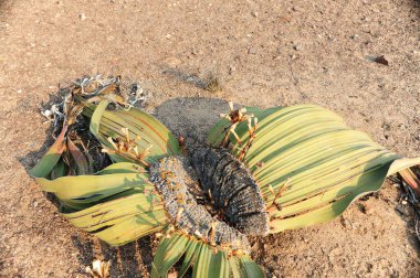Sahilde palmiye ağaçları, doğa.