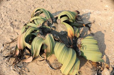 Yeşil yapraklar, bitki örtüsü, bitki yaprakları.