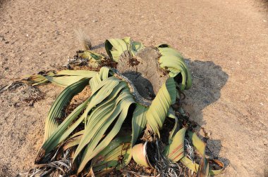 Bahçede büyüyen yeşil çimenler