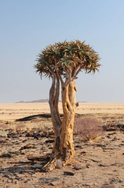 Çöldeki ağaç, namib, namibya, afrika