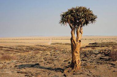 Sahara çölündeki büyük çalılık.