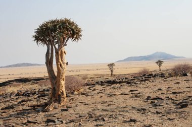 Namibya, Namib Ulusal Parkı, Namib Çölü