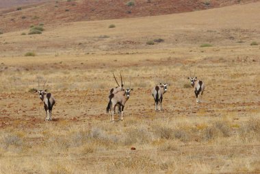Savanadaki bir grup vahşi hayvan