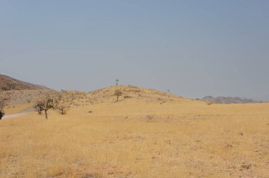 Namibya 'daki savanadaki yol ve ağaç