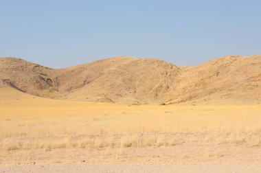 Çölde büyük bir ağacı olan güzel bir manzara.