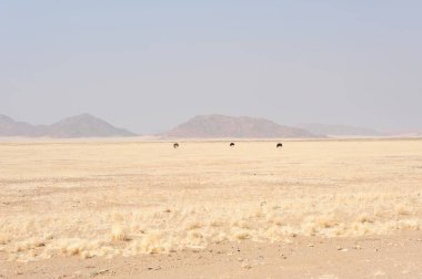 Büyük bir çöl ve güzel bir gökyüzü olan manzara.