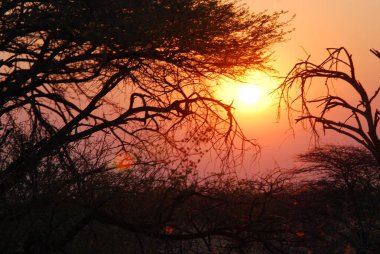Ormanda güzel bir gün batımı