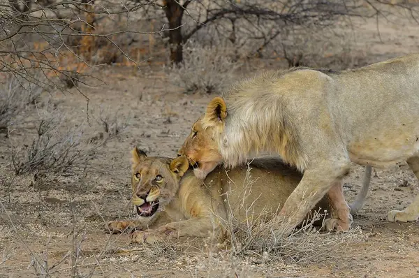 Aslan Kruger National park