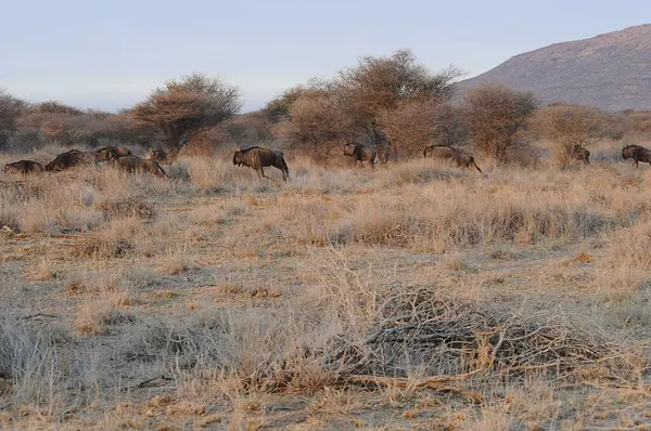 Kenya bozkırında geyik sürüsü