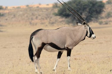 Çölde, güneşin altında, bulanık arka planda bir ceylanın yakın çekimi.