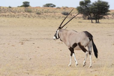 Afrika savanındaki vahşi zebra, namibya, Afrika